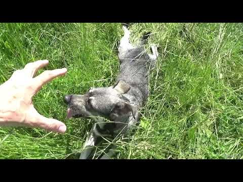 Лучшие места для прогулок с собакой