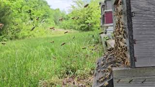 The Honey Flow Is In Full Swing. #beekeeping