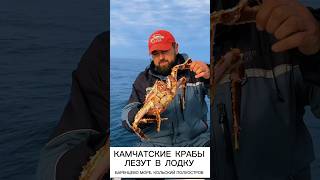 КРАБЫ ЛЕЗУТ В ЛОДКУ. УНИЧТОЖАЮТ ВСЕ НА ПУТИ. НО ЛОВИТЬ НЕЛЬЗЯ #fishing #kolapeninsula #seafishing