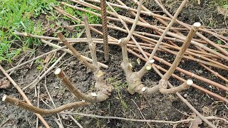 видео: Гортензии обрезаю и формирую .Яблоня плакучая ( получилось ) Всё сломали ,и в Питер . картинка: Гортензии обрезаю и формирую .Яблоня плакучая ( получилось ) Всё сломали ,и в Питер .