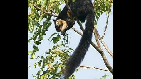 TIẾNG CHỒN SÓC, (sóc đen) chuẩn 💯% không chèn nhạc dành cho ae đam mê săn bắt.