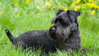 Miniature Schnauzer Puppies Care Tips for a Healthy Start 1