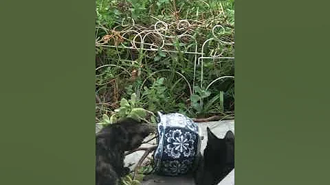 Kittens trying to fix the plant