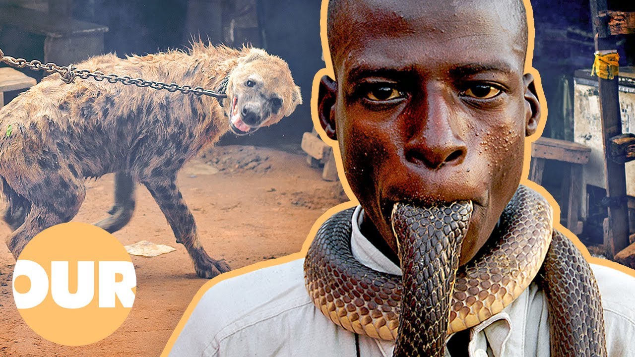 The Terrifying Animal Gangs Of Nigeria | Our Life