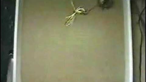 Wall-following khepera before learning