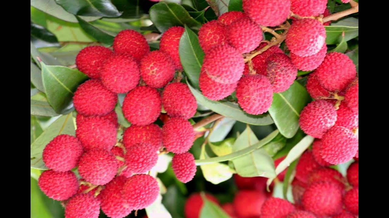 Lychee tree YouTube