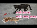 anak kucing lucu main orong orong