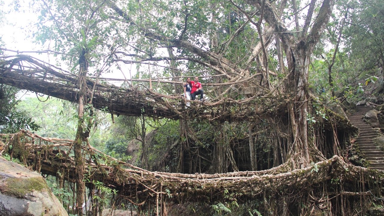 meghalaya teer Nongrait - Double decker living root bridge