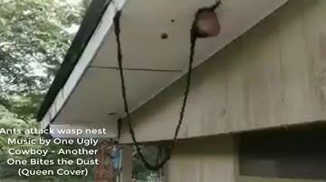Ants building a bridge to attack a wasp nest