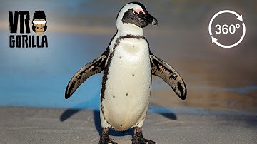 Meet The African Penguins(Teaser) - 360 VR Video