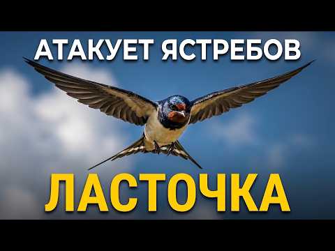 What Secrets Do Swallows Hide? 100 Facts About the Most Audacious Bird Near You