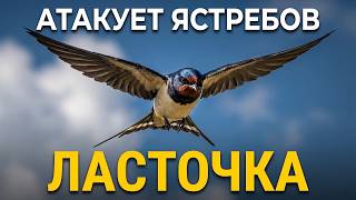 Что скрывает ласточка? 100 фактов о самой дерзкой птице рядом с вами