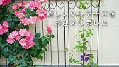 福島生まれの新品種クレマチス エール フクシマ 育て方講座 静岡県 Youtube