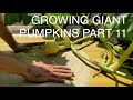 Growing Giant Pumpkins 2021 Part 11 - Pumpkin Positioning and Platform