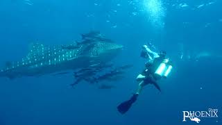 Whale Shark in Koh Lanta with Phoenix Divers Koh Lanta