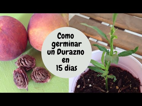 Video: Plant A Peach Pit: cultivo de duraznos a partir de semillas