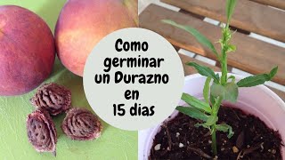 COMO GERMINAR UN DURAZNO EN 15 DIAS / How to germinate a peach tree from seed in 15 days