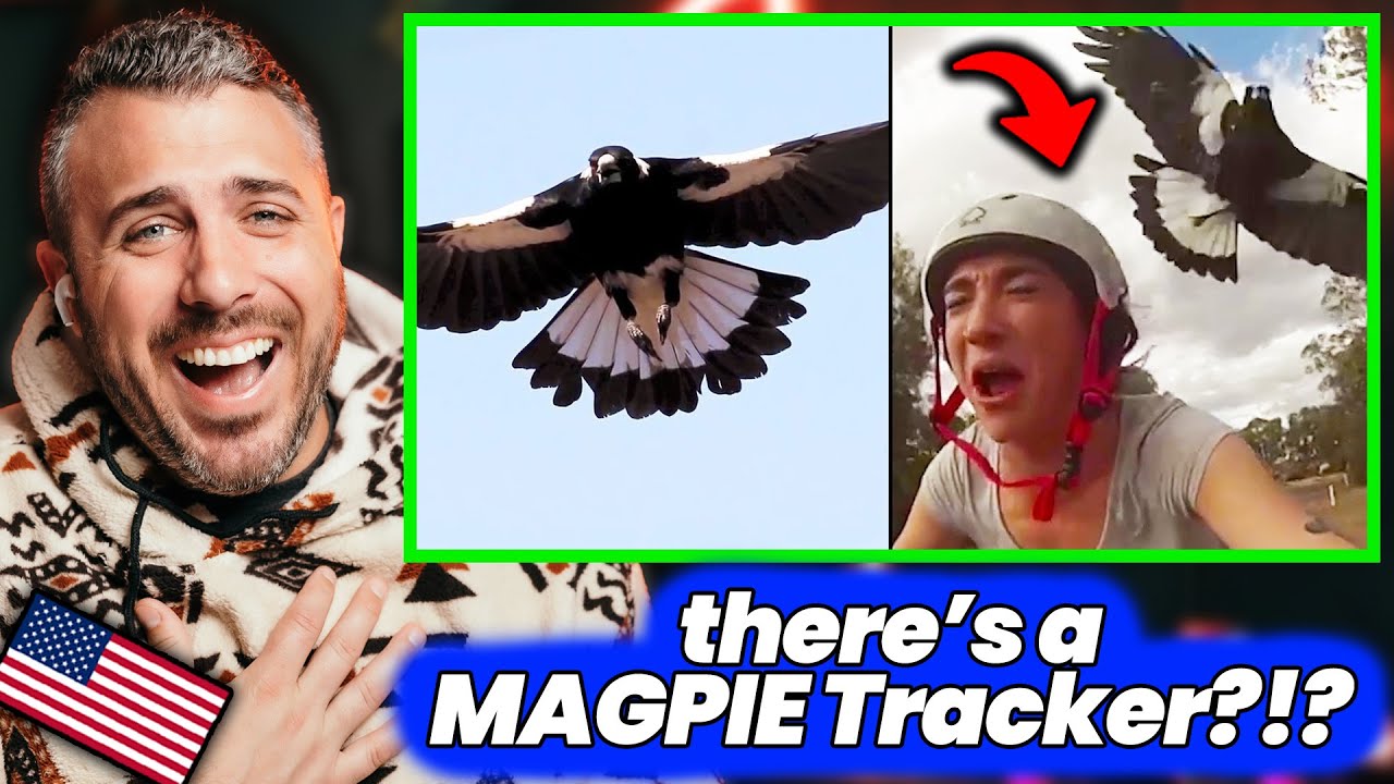 Ozzy Man Reviews Magpies and I’m in Tears...😂 American Reacts