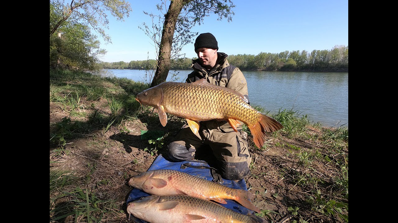 Ribolov sarana na rijeci Savi Feeder tehnikom