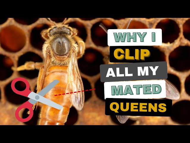 Clipping Queens Saves Time & Money! Here Is WHY... class=