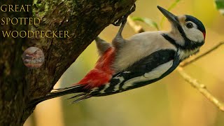 Great Spotted Woodpecker 2024