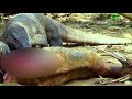 Komodo Dragons Tear Off An Adult Deer Alive❗️NOT For Sensitive Viewers❗️