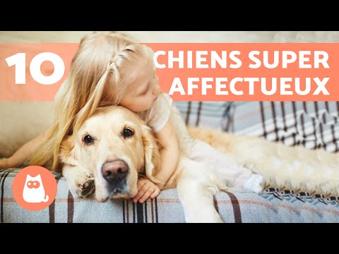 Vidéo: Top 10 des meilleurs chiens d'intérieur