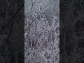 울산 가지산 눈꽃