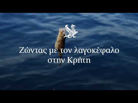 Ζώντας με τον λαγοκέφαλο στην Κρήτη | Η ΚΑΘΗΜΕΡΙΝΗ