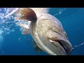 Entire Goliath Grouper Fight Filmed Underwater: Bite to Landing