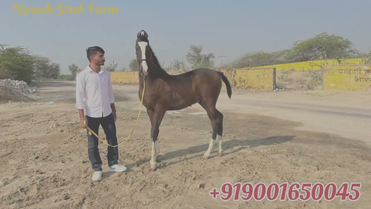 Beautiful Marwari Colt For Sale +919001650045 #nawabstudfarm 