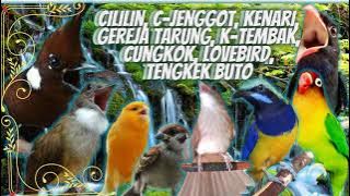 CILILIN, LOVEBIRD, K-TEMBAK, C-JENGGOT, C-CUNGKOK, KENARI, GEREJA TARUNG, TENGKEK BUTO // TERAPI AIR