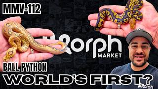 Hatching Out A WORLD'S FIRST Ball Python Combo | MMV-112