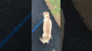 Meet Moca A Terrier American Pit Bull Currently Available For Adoption 1292018 114127 Pm