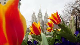 Tranquil flowers blowing in the wind at temple square with the Salt Lake Temple in the background