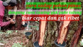 tutoriyal cara sadap pinus dengan cara cawing/gak pake talang