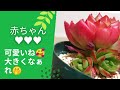 ｟多肉植物｠子株ちゃん♥見付けた‼️おっきくなったら、群生？分ける？幸せな悩み(笑)うちの可愛い赤ちゃん多肉見てってー