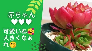 ｟多肉植物｠子株ちゃん♥見付けた‼️おっきくなったら、群生？分ける？幸せな悩み(笑)うちの可愛い赤ちゃん多肉見てってー