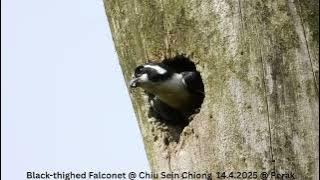 Black-thighed Falconet @ Chiu S C DSCN5777