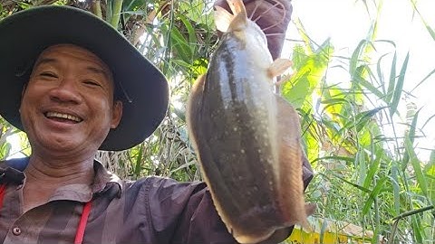 Tập 17: Câu cá rô đồng dính cá trê vàng quá ngon