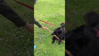 Belgian Shepherd  I don't want to share my stick #dog #groenendael  #belgiansheepdog