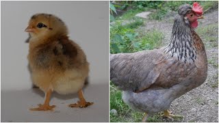 From Cream Legbar Chick to Adult Hen | Timelapse Chicken Transformation