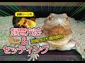 ★【爬虫類入門者向け】完全飼育ガイド＆セッティング方法（フトアゴヒゲトカゲ編）