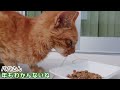 ガリガリの迷い猫…野良ちゃんに驚きの診断結果‼まさかの証拠発見!!