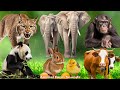 Farm animal sounds elephant lynx chimpamzee panda rabbit cow  animal sounds