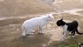 Cat Fights Like a Ninja screenshot 3