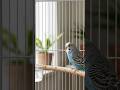 Birds Winter Tips✅ #birdcare #birdlover #budgies #lovebirds #cockatiel #birdshorts #birdhealth