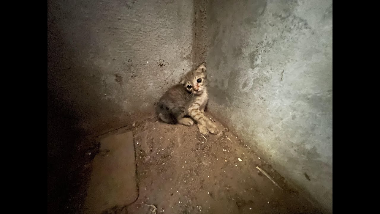 Rescue A Very Angry, Feral Kitten And Earns His Love, I Adopted Him And Gave Him A Dream Home