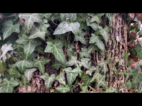 Vidéo: Tree Lichens : Traiter les lichens sur l'écorce des arbres