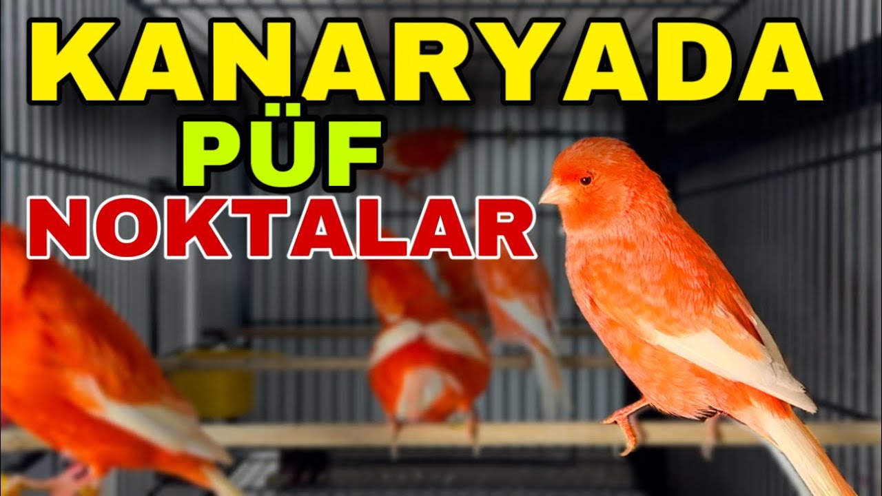 KANARYA İLE İLGİLİ HAP BİLGİLER - KANARYA ÜRETİMİ NASIL OLMALI ?